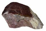 Polished Dinosaur Bone (Gembone) Section - Utah #151429-1